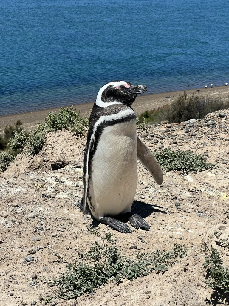 Pingouins Argentine